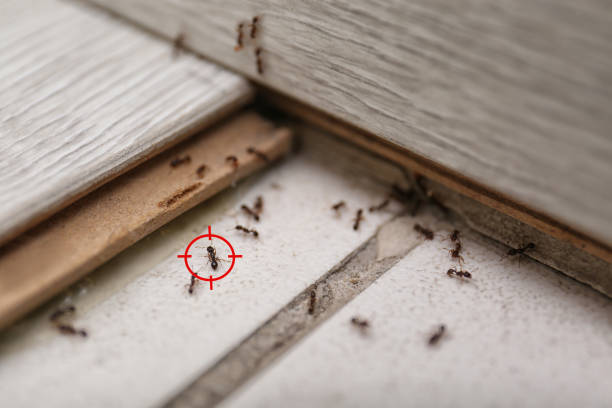 Best Best Pest Control Companies  in Arkoma, OK