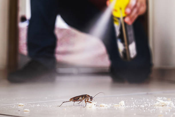 Best Local Pest Control Services  in Arkoma, OK